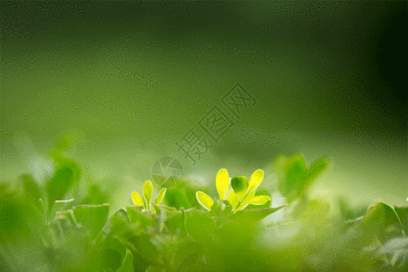 Green Background Images, 14000+ Free Banner Background Photos Download -  Lovepik