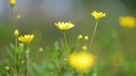 560+ Flower pictures, Flower Gif Illustration stock images - Lovepik.com