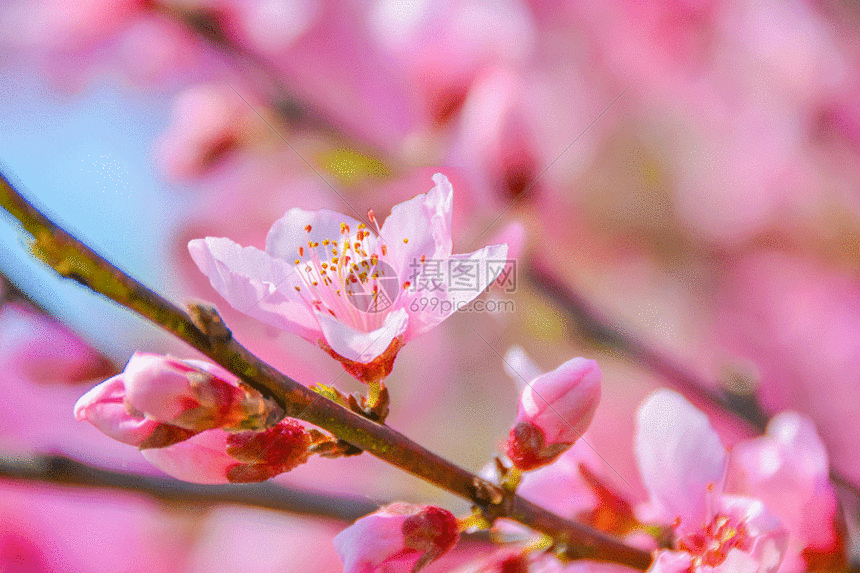 cherry blossom blooming gif